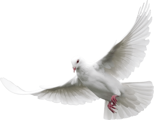 White Peace Pigeon Download HD Transparent PNG Image