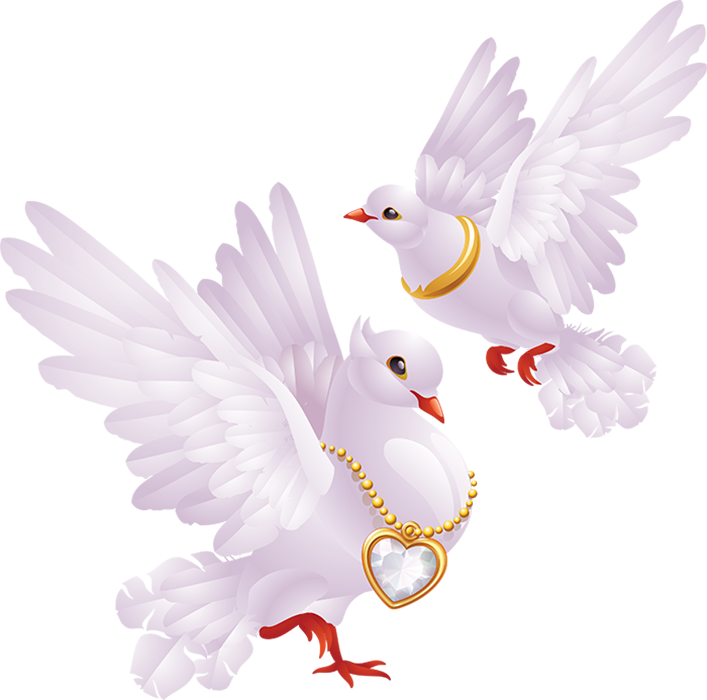 Photos White Peace Pigeon Free Transparent Image HD Transparent PNG Image