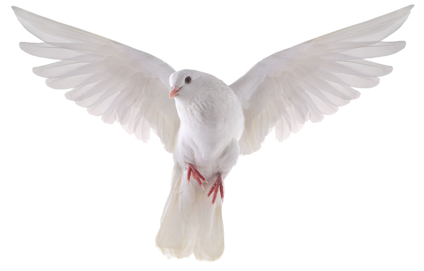 White Peace Pigeon HQ Image Free Transparent PNG Image