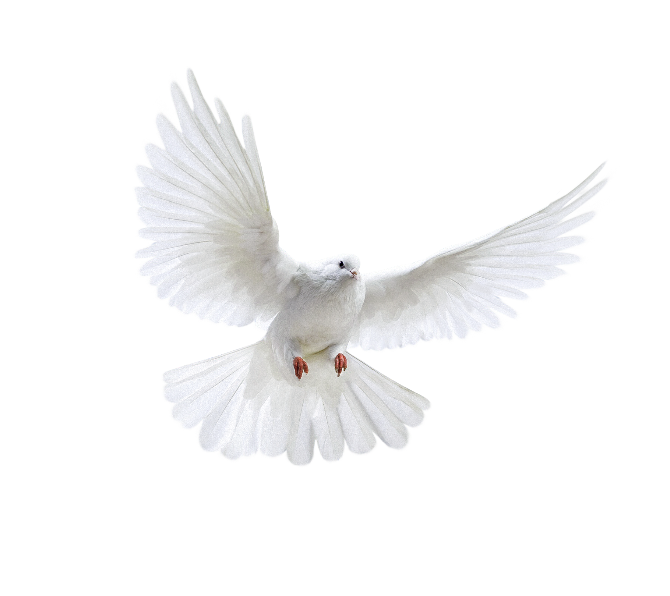 White Peace Pigeon PNG Download Free Transparent PNG Image