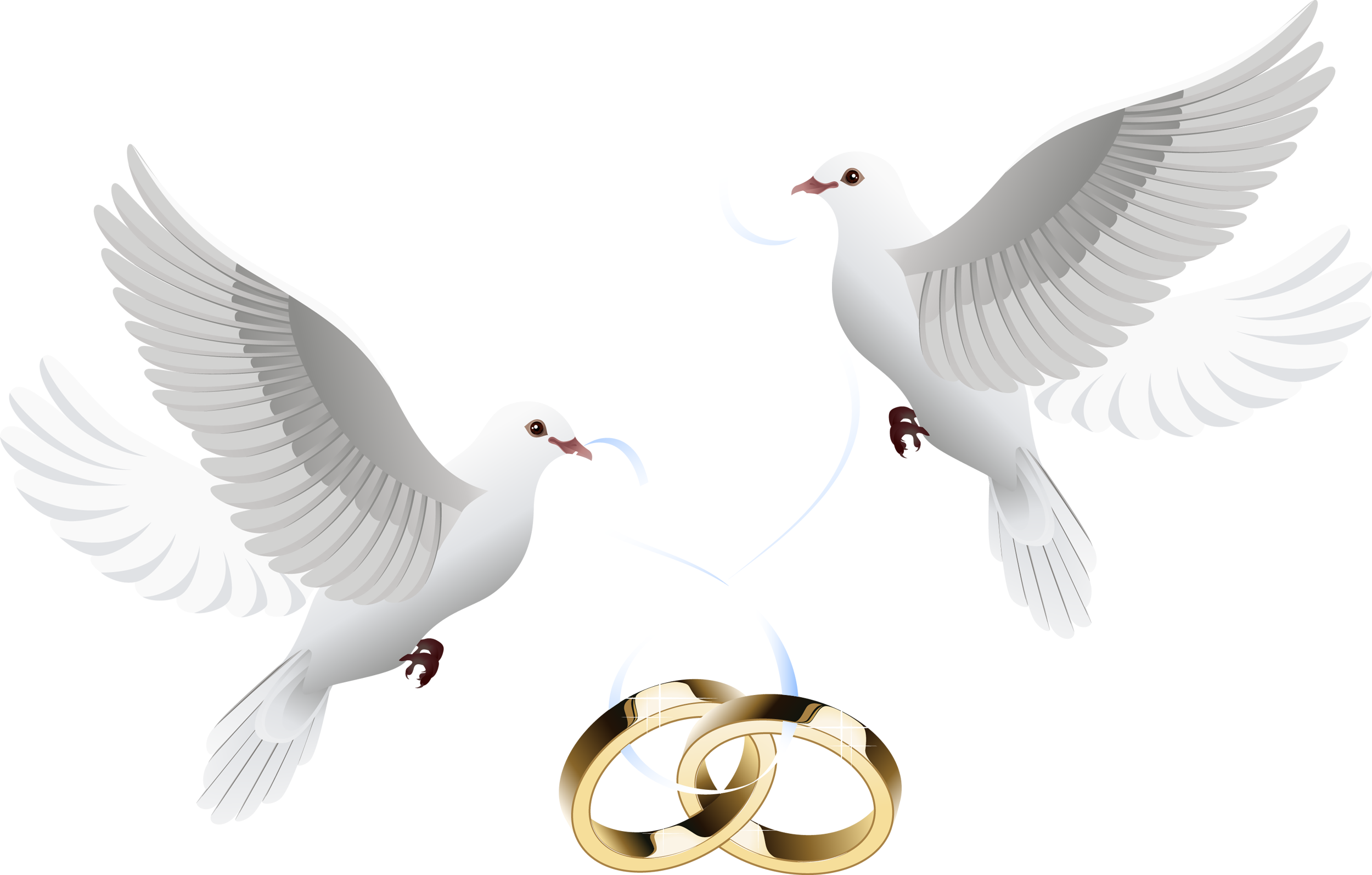 Love Pigeon Wedding Free Clipart HQ Transparent PNG Image