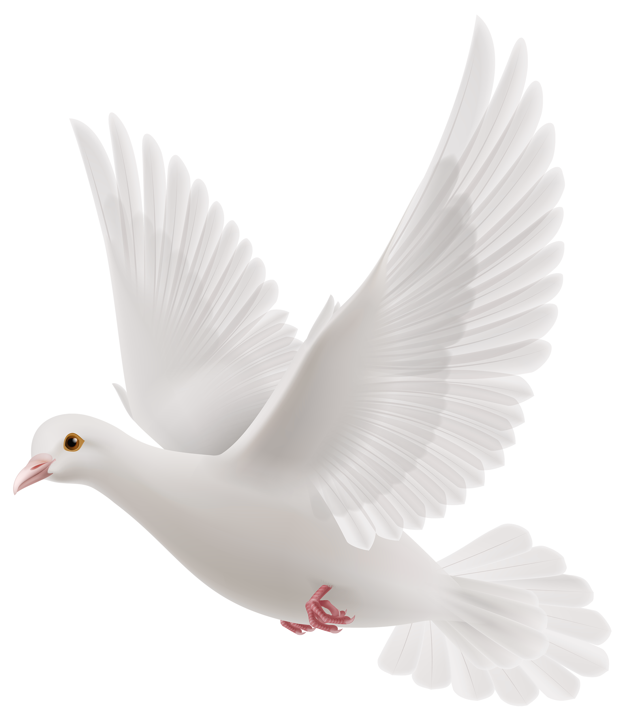 Dove White Pigeon Free Transparent Image HD Transparent PNG Image