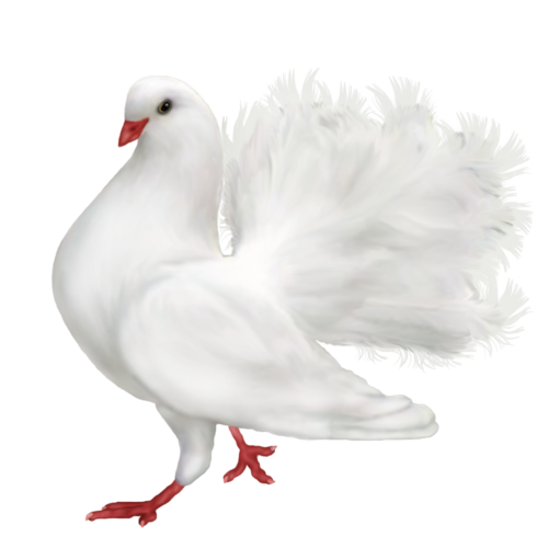 Dove White Pigeon HD Image Free Transparent PNG Image