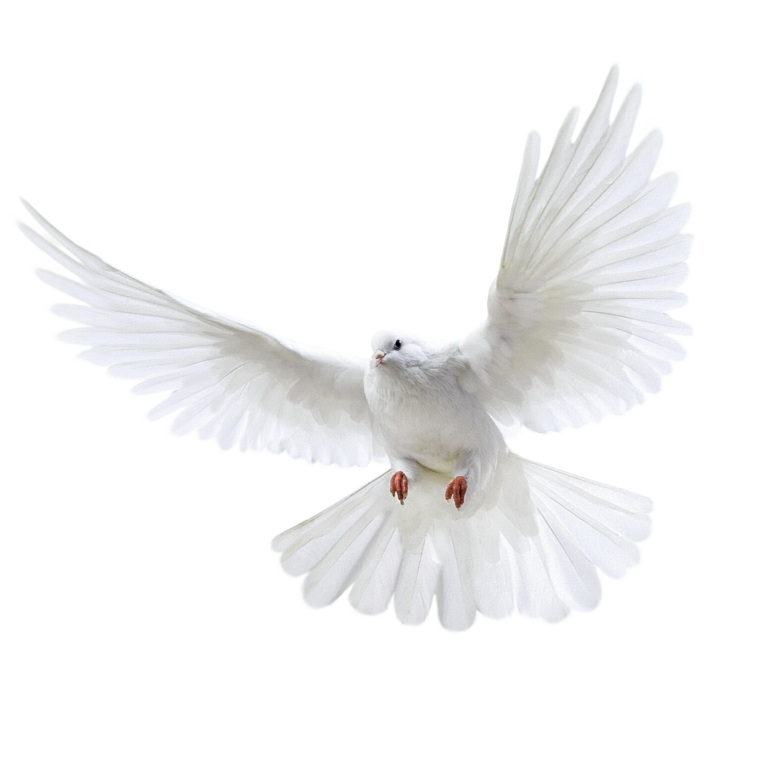 Dove White Pigeon Photos Free PNG HQ Transparent PNG Image