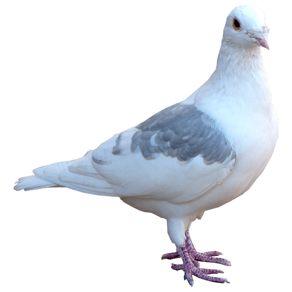 Dove White Pic Pigeon Download Free Image Transparent PNG Image