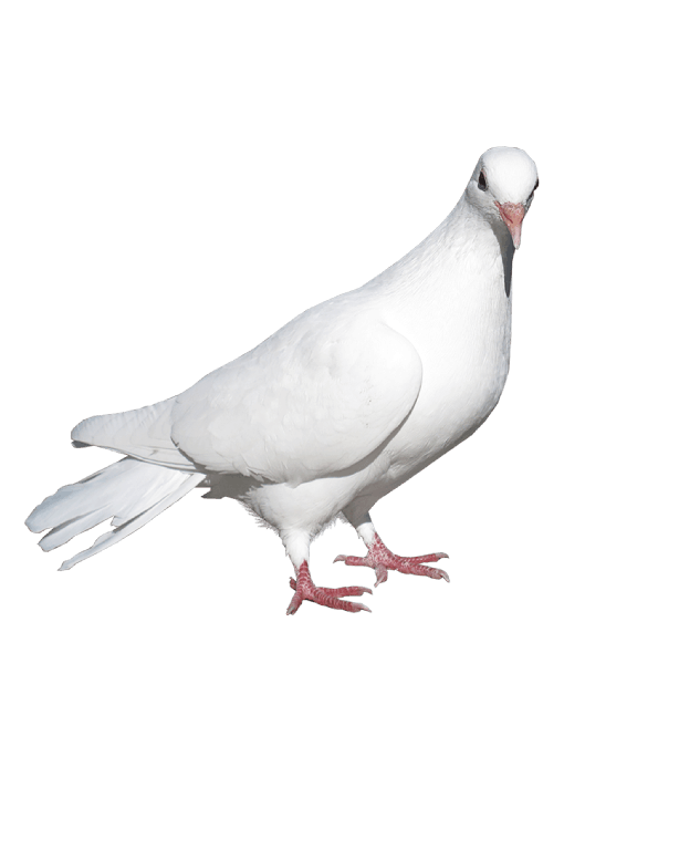 Dove White Pigeon Free Photo Transparent PNG Image