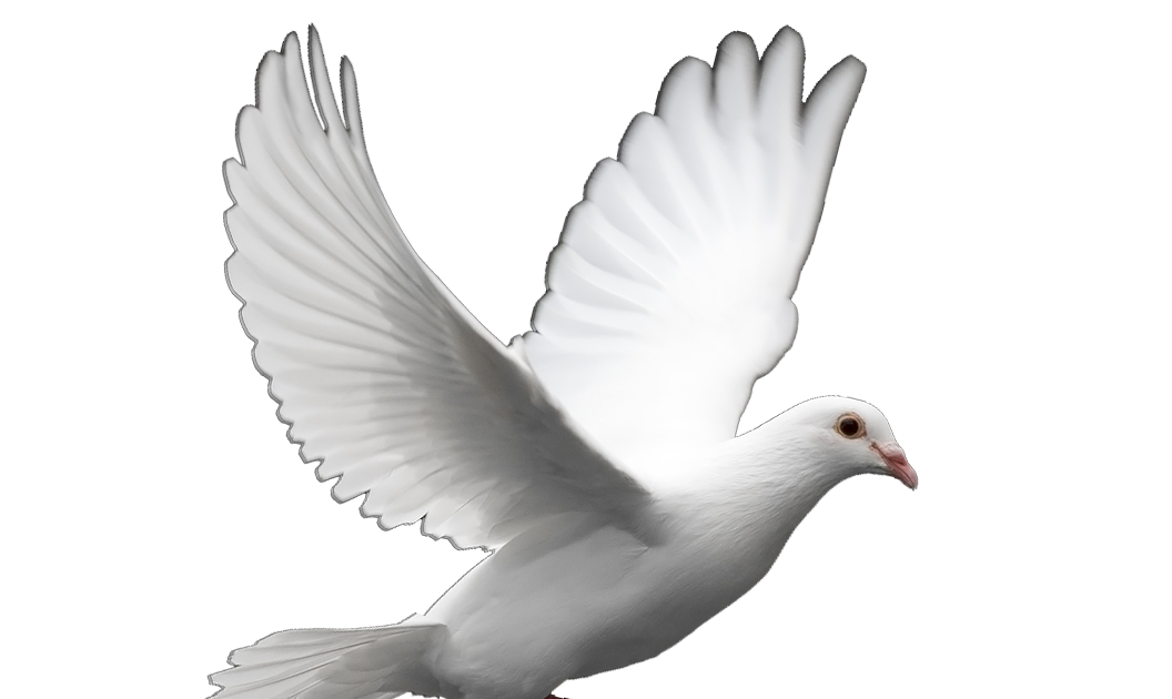 Dove White Pigeon HQ Image Free Transparent PNG Image