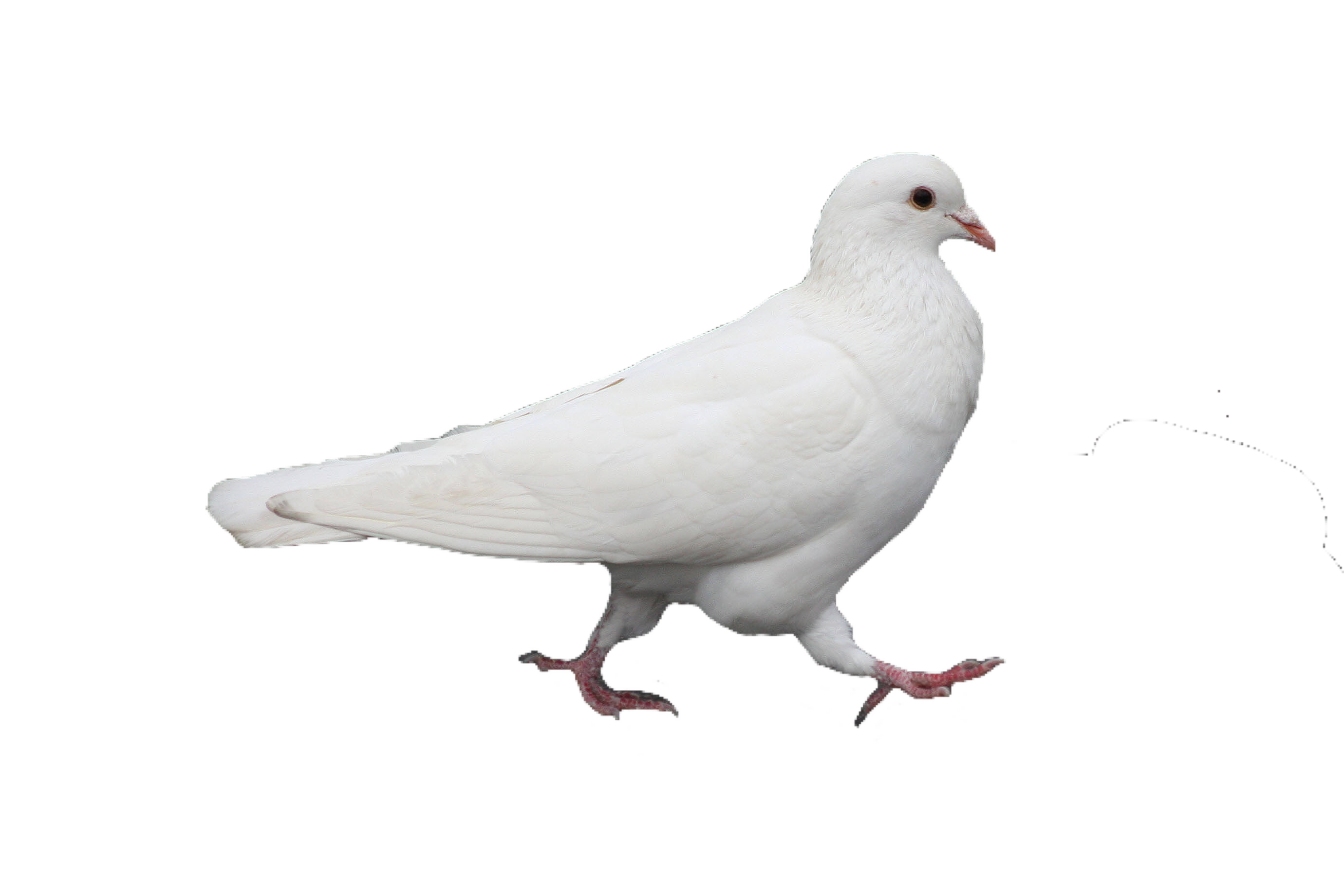 White Pigeon HD Image Free Transparent PNG Image