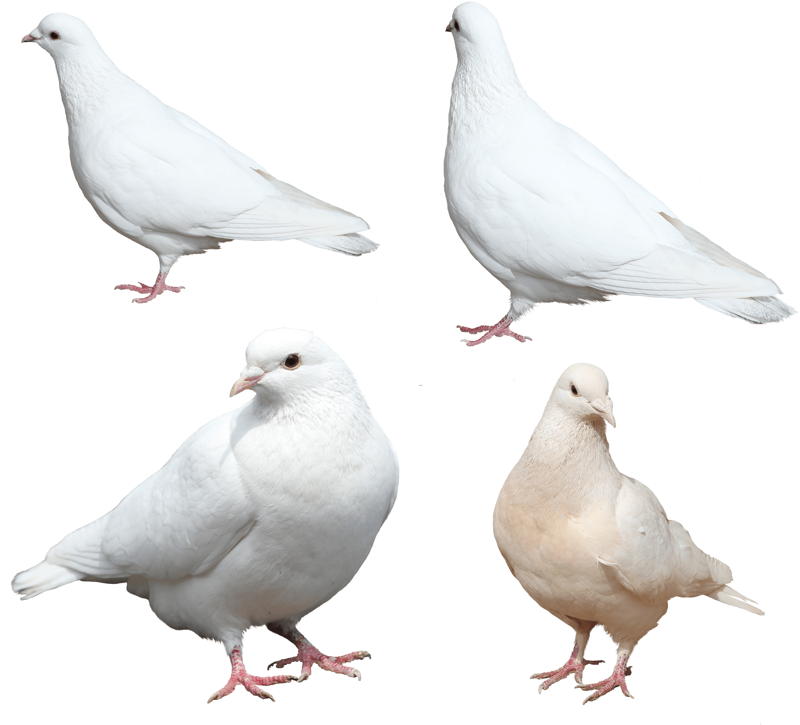 White Pigeon Download HQ Transparent PNG Image