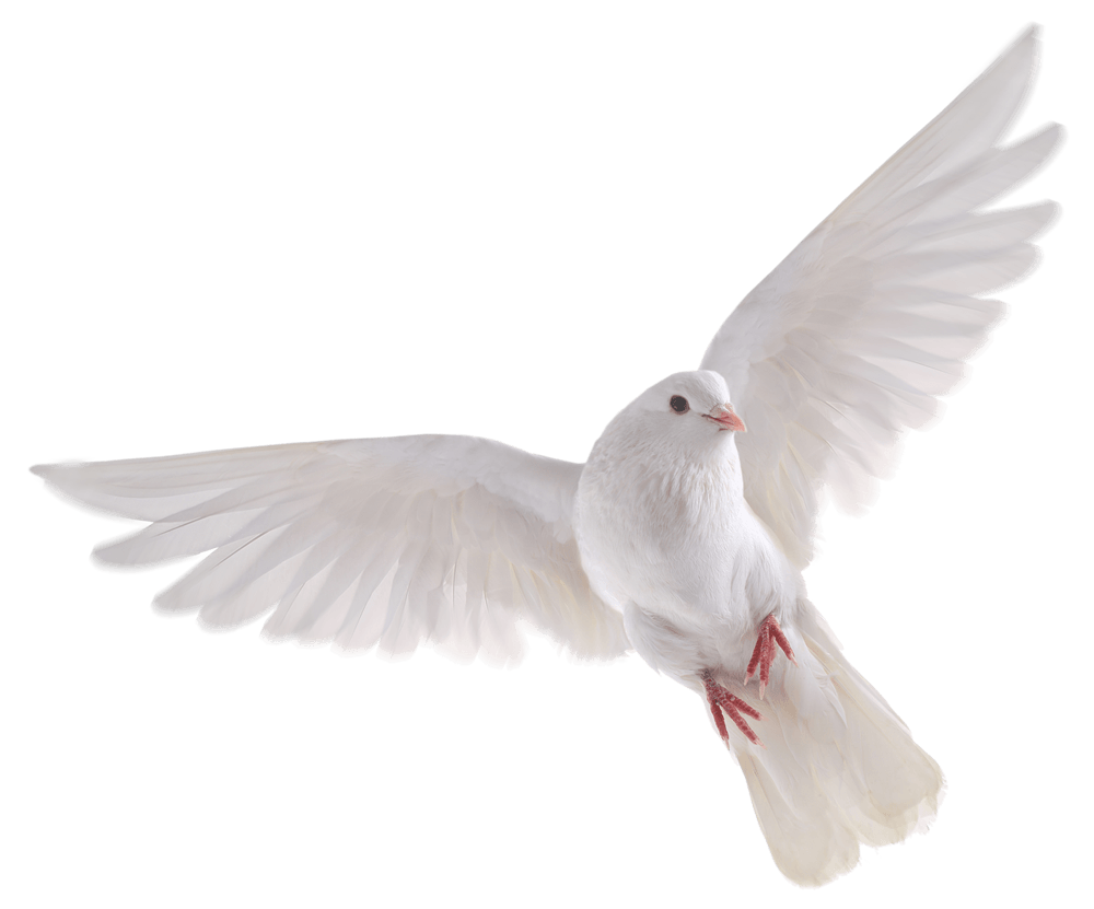 White Pigeon PNG File HD Transparent PNG Image