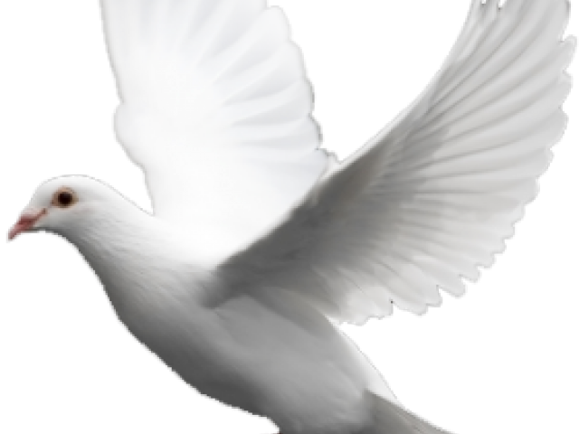 White Pigeon Free Download PNG HQ Transparent PNG Image