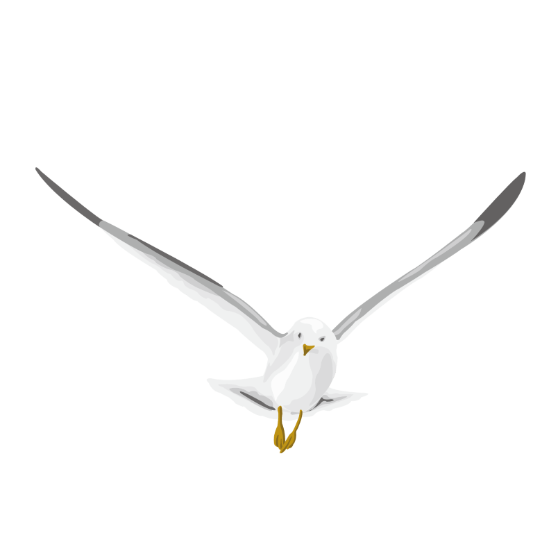 Photos White Pigeon Free Download Image Transparent PNG Image