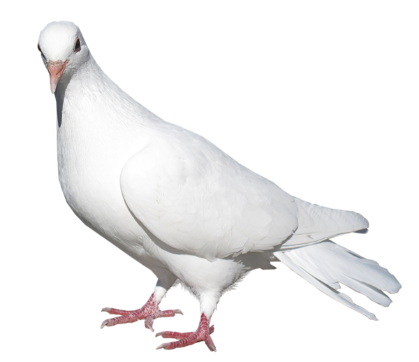 White Pic Pigeon Free Download PNG HQ Transparent PNG Image