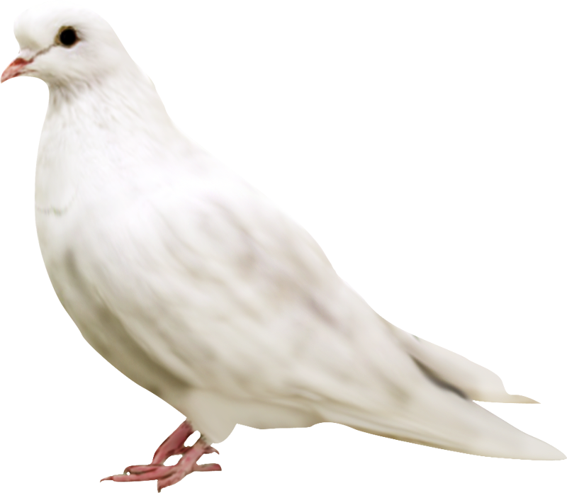 White Pigeon Free Photo Transparent PNG Image