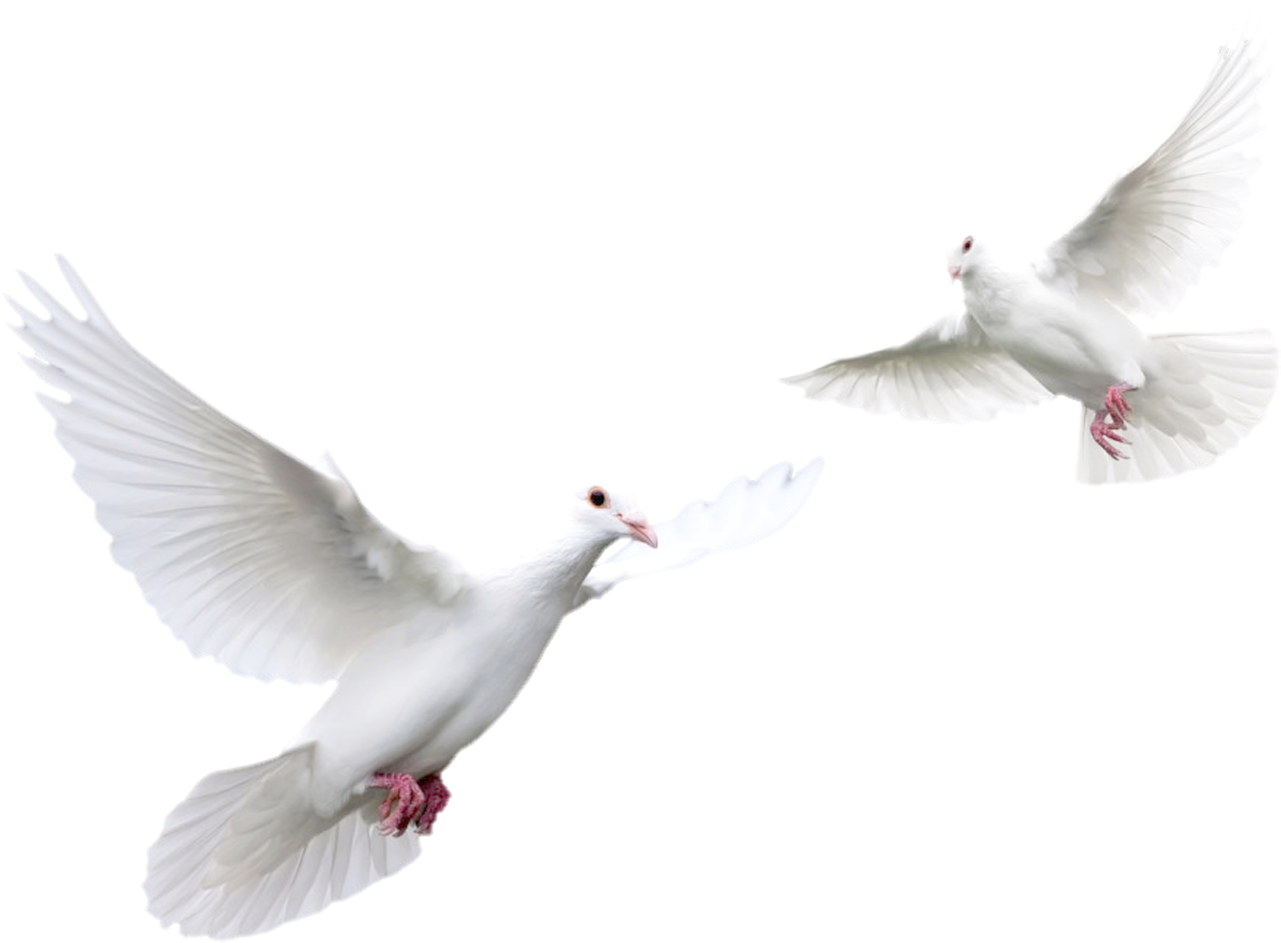 White Pigeon HQ Image Free Transparent PNG Image