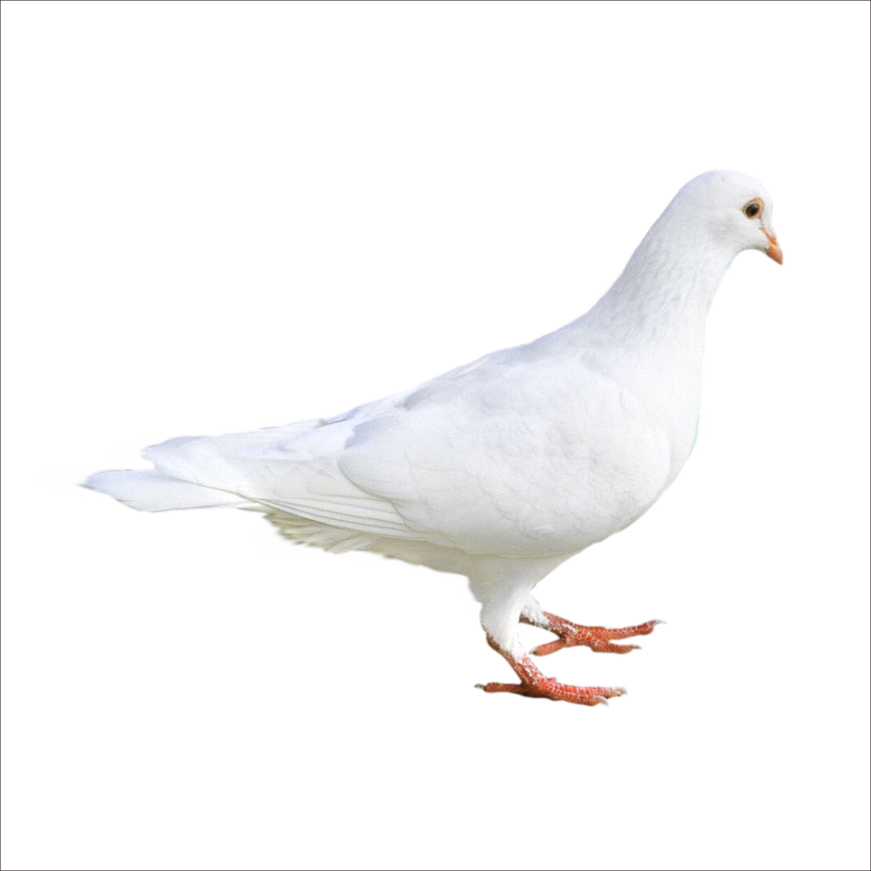 White Pigeon Free Download Image Transparent PNG Image