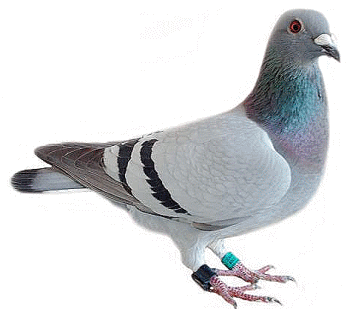 Pigeon Png Image Transparent PNG Image