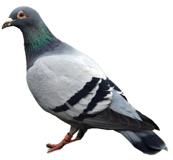 Pigeon Png Image Transparent PNG Image