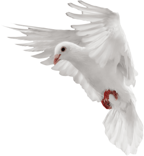 White Flying Pigeon Png Image Transparent PNG Image