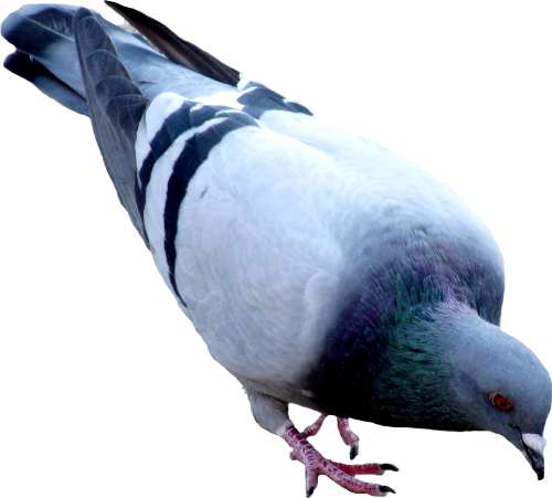 Pigeon Png File Transparent PNG Image