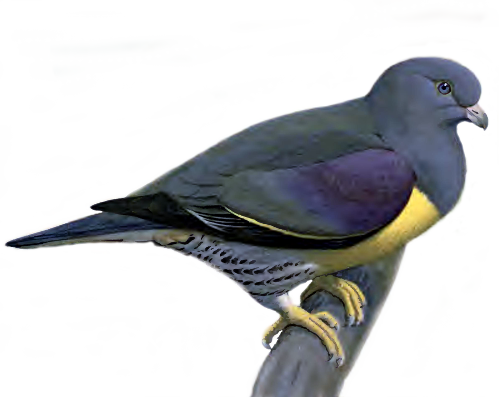 Pigeon Png Picture Transparent PNG Image