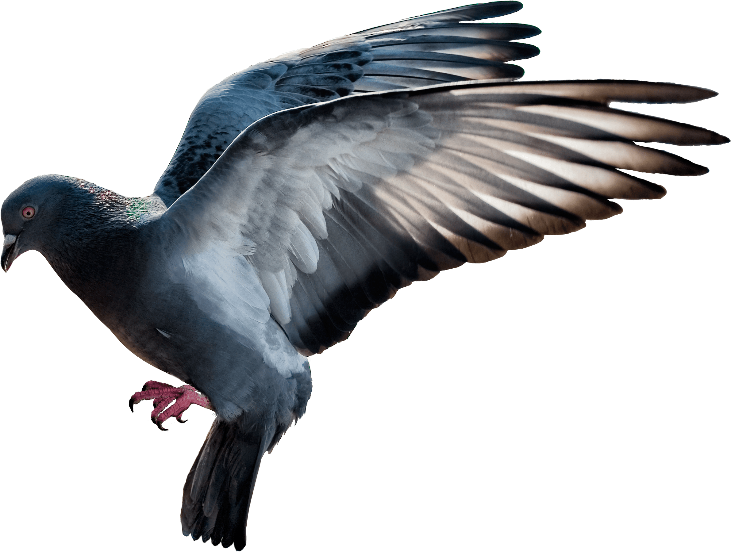 Pigeon Png Image Transparent PNG Image