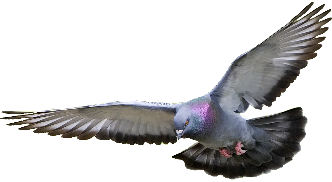 Pigeon Picture Transparent PNG Image