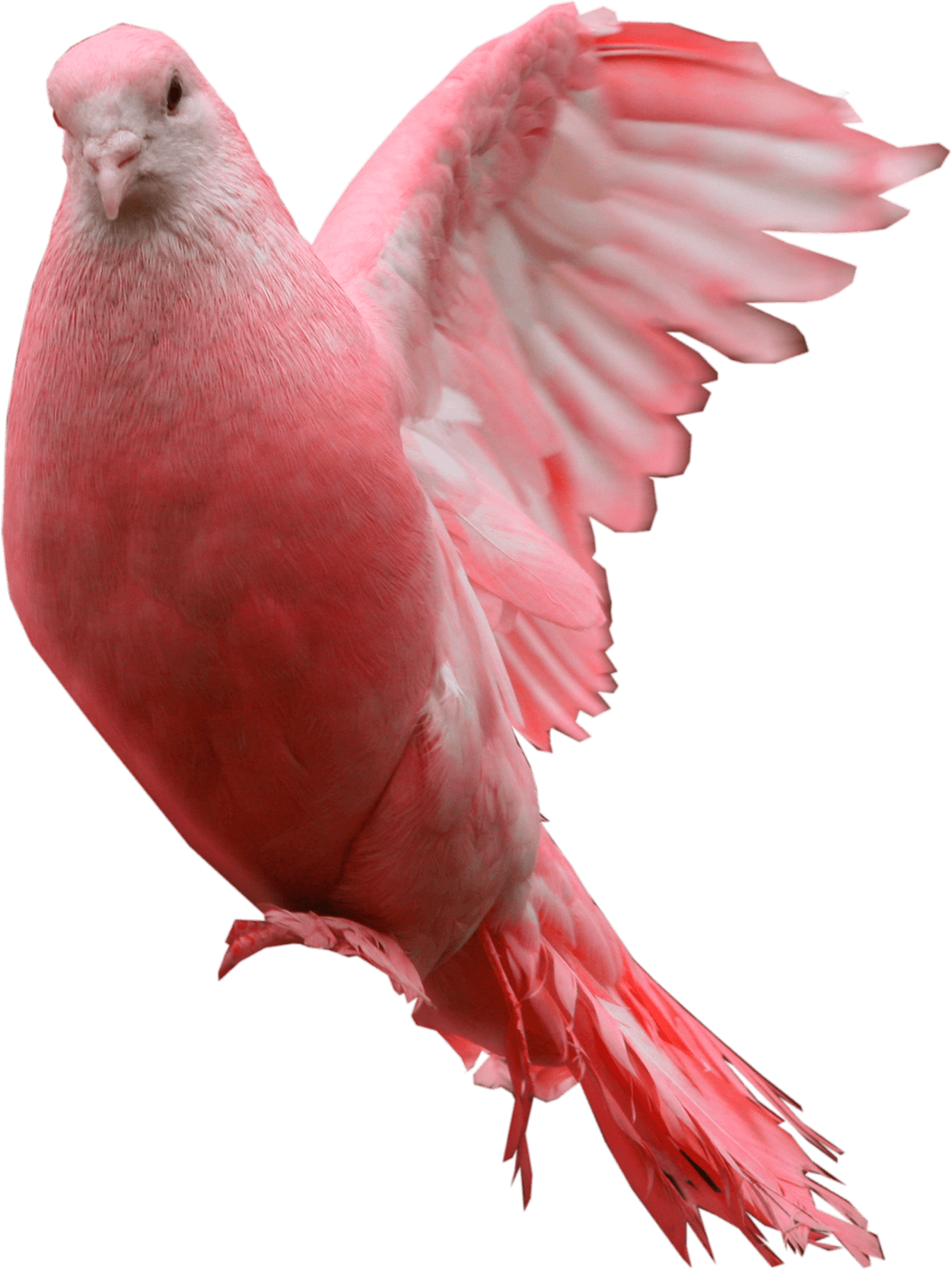 Pink Pigeon Png Image Transparent PNG Image