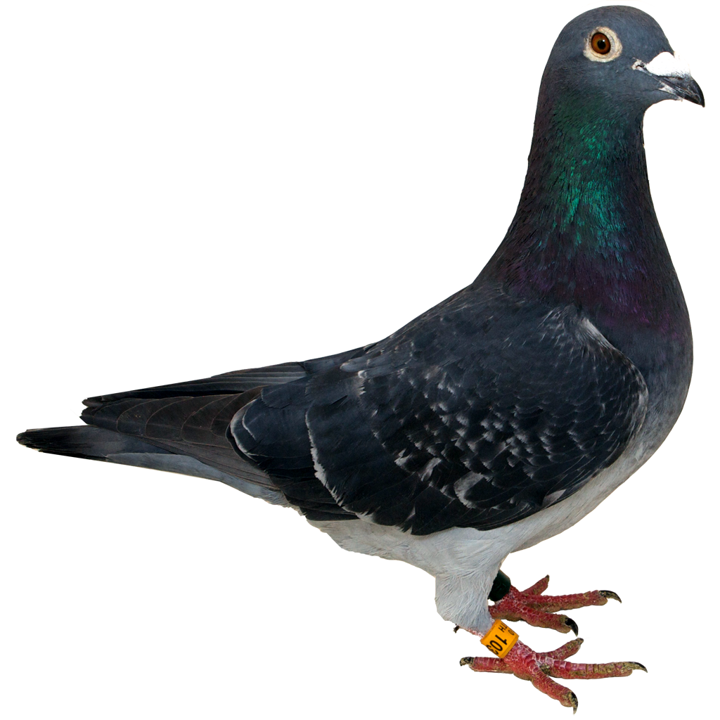 Pigeon Png Transparent PNG Image