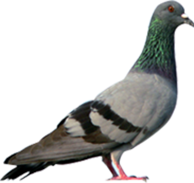 Pigeon Png Hd Transparent PNG Image