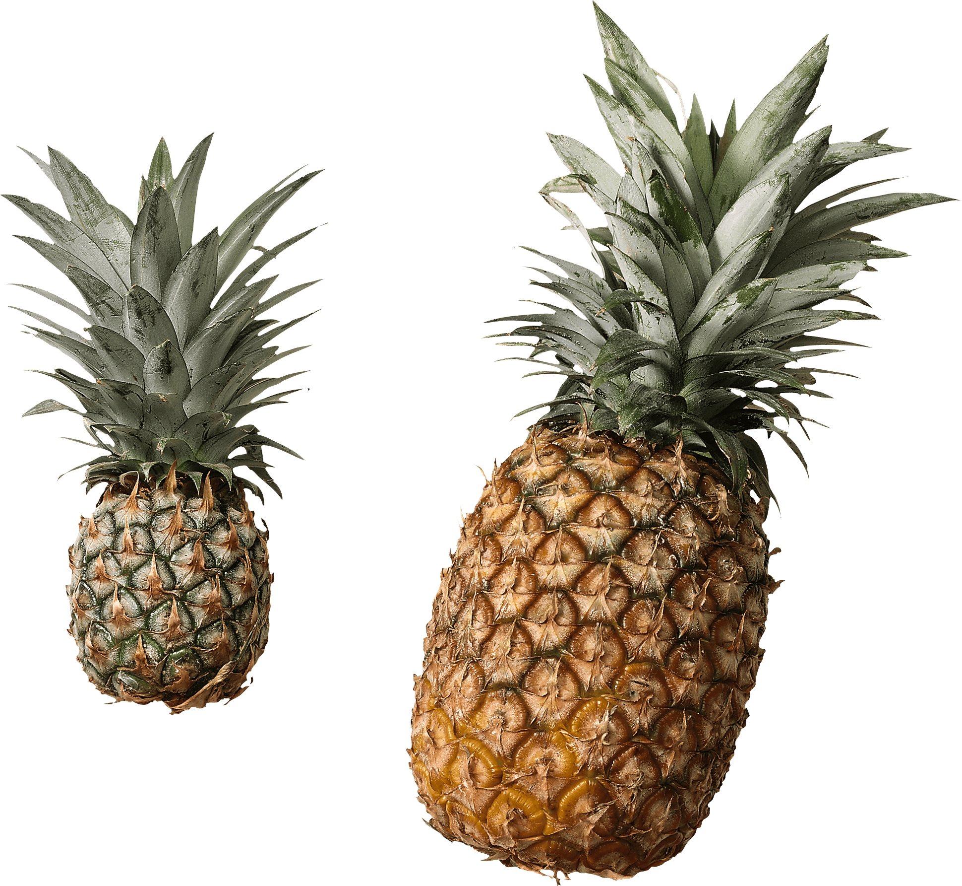 Pineapple Png Image Download Transparent PNG Image