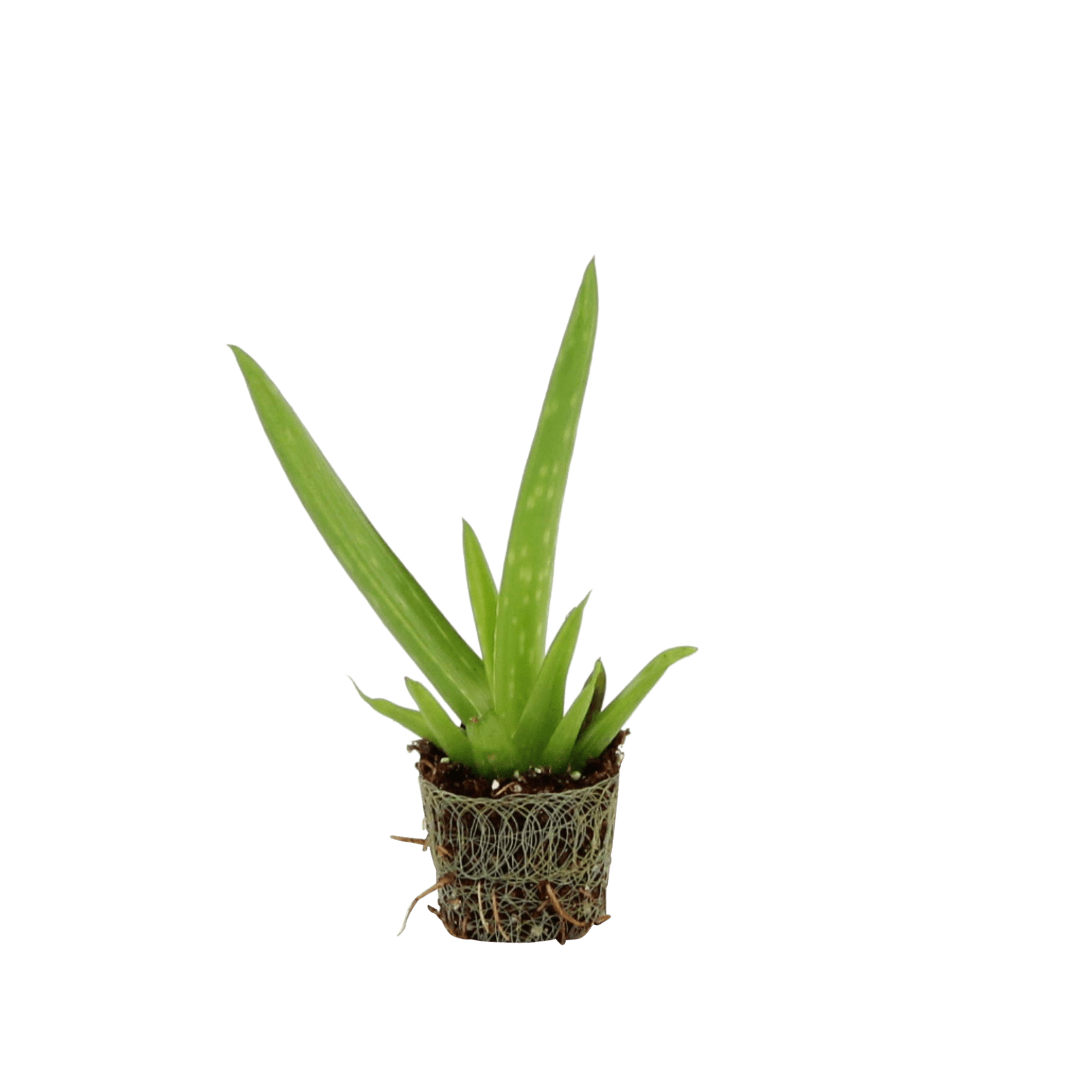 Vera Potted Aloe PNG File HD Transparent PNG Image