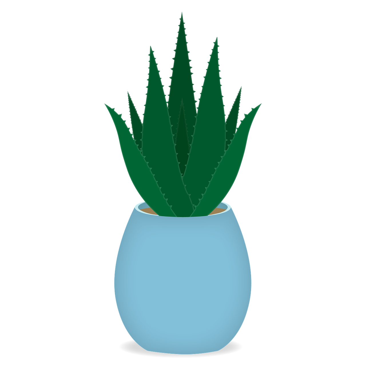 Vera Potted Aloe PNG Free Photo Transparent PNG Image