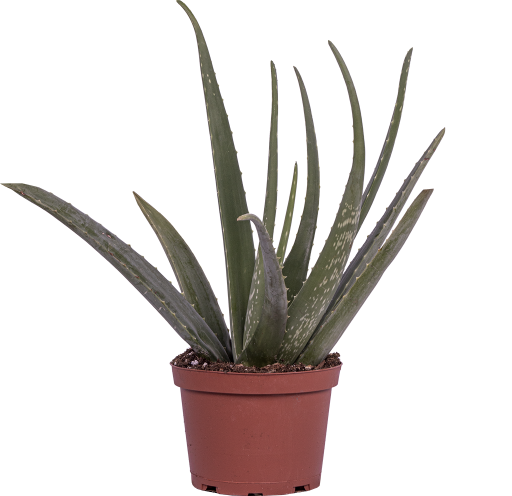 Vera Potted Aloe Free Download Image Transparent PNG Image