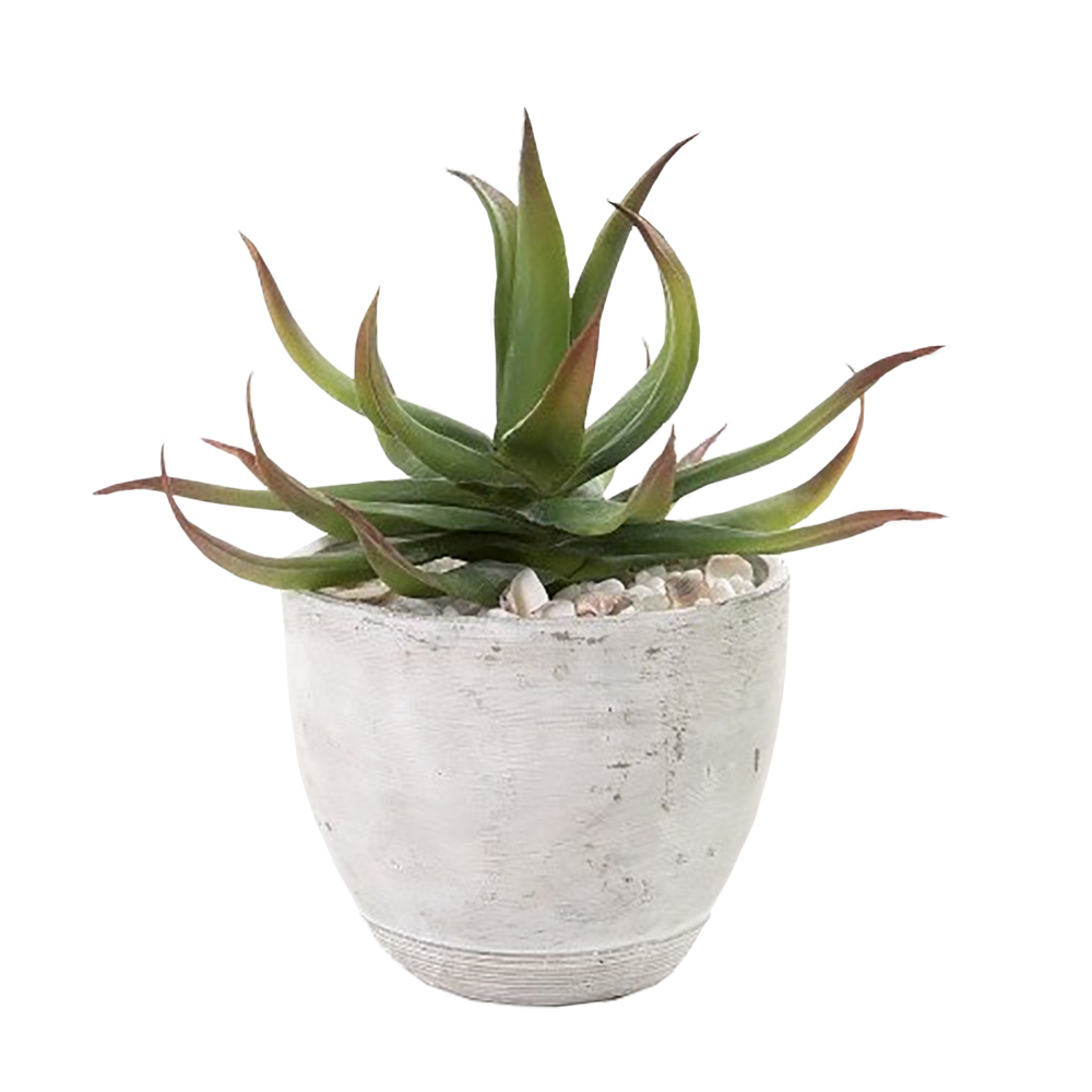 Vera Potted Aloe PNG Free Photo Transparent PNG Image