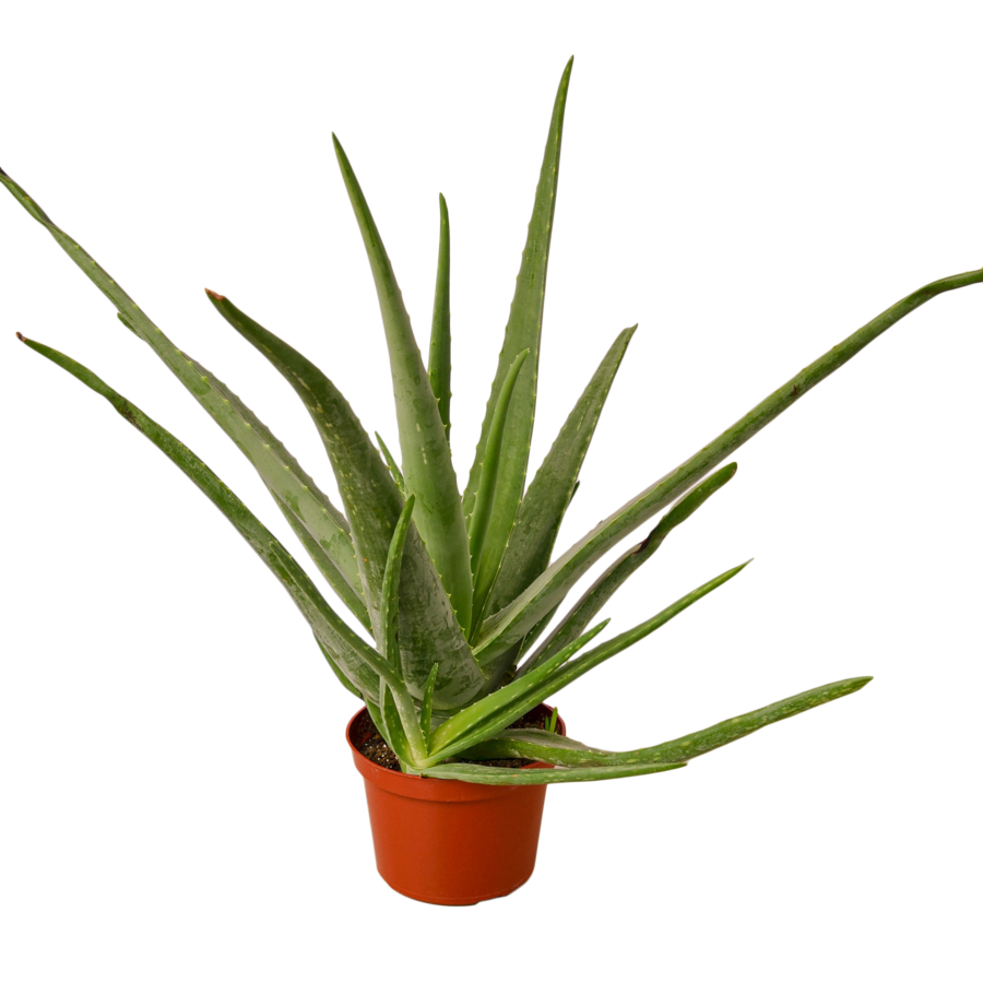 Vera Potted Aloe HD Image Free Transparent PNG Image