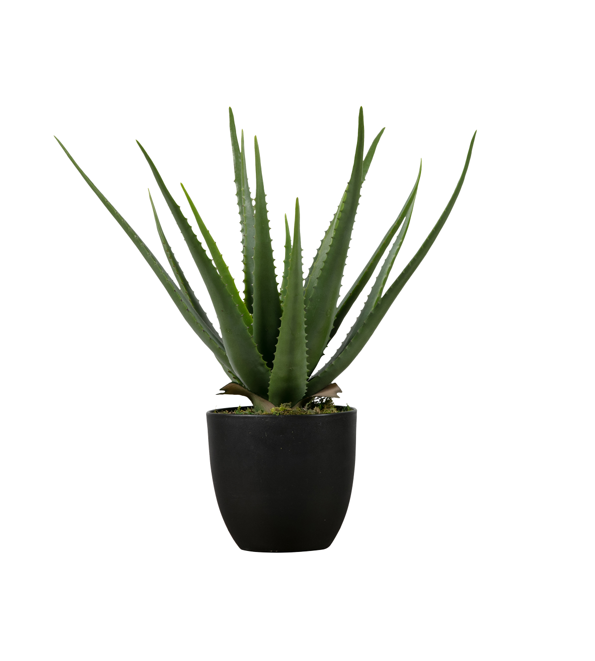 Vera Potted Aloe Free Clipart HQ Transparent PNG Image