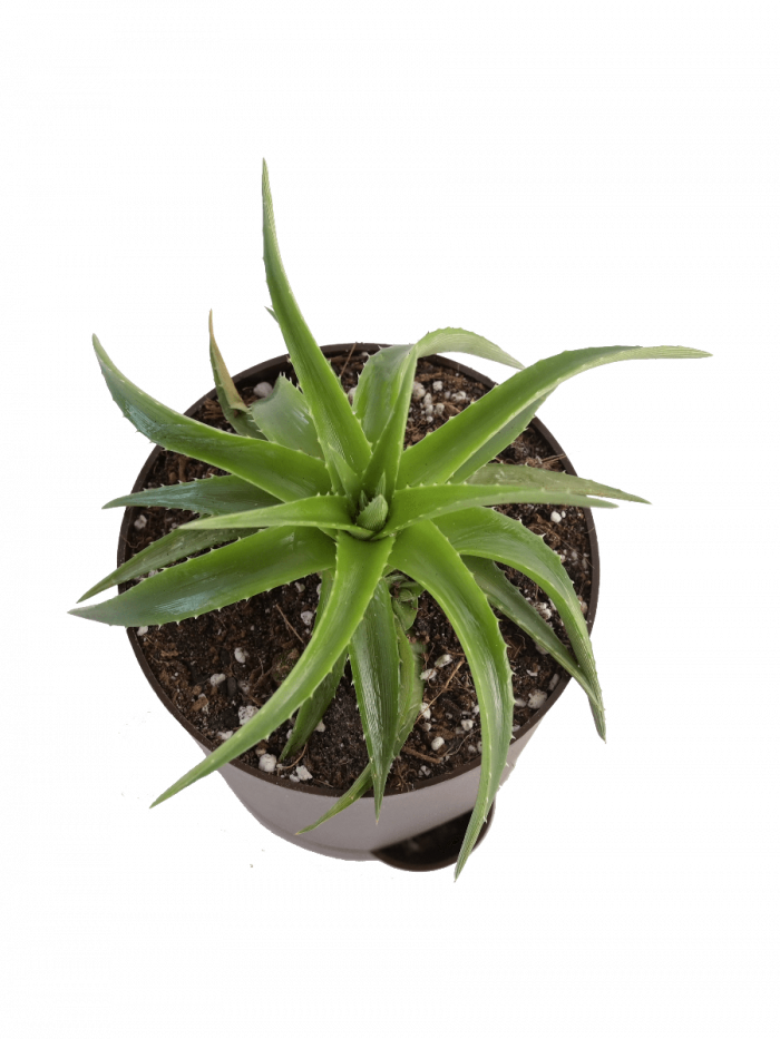 Vera Images Potted Aloe Free PNG HQ Transparent PNG Image