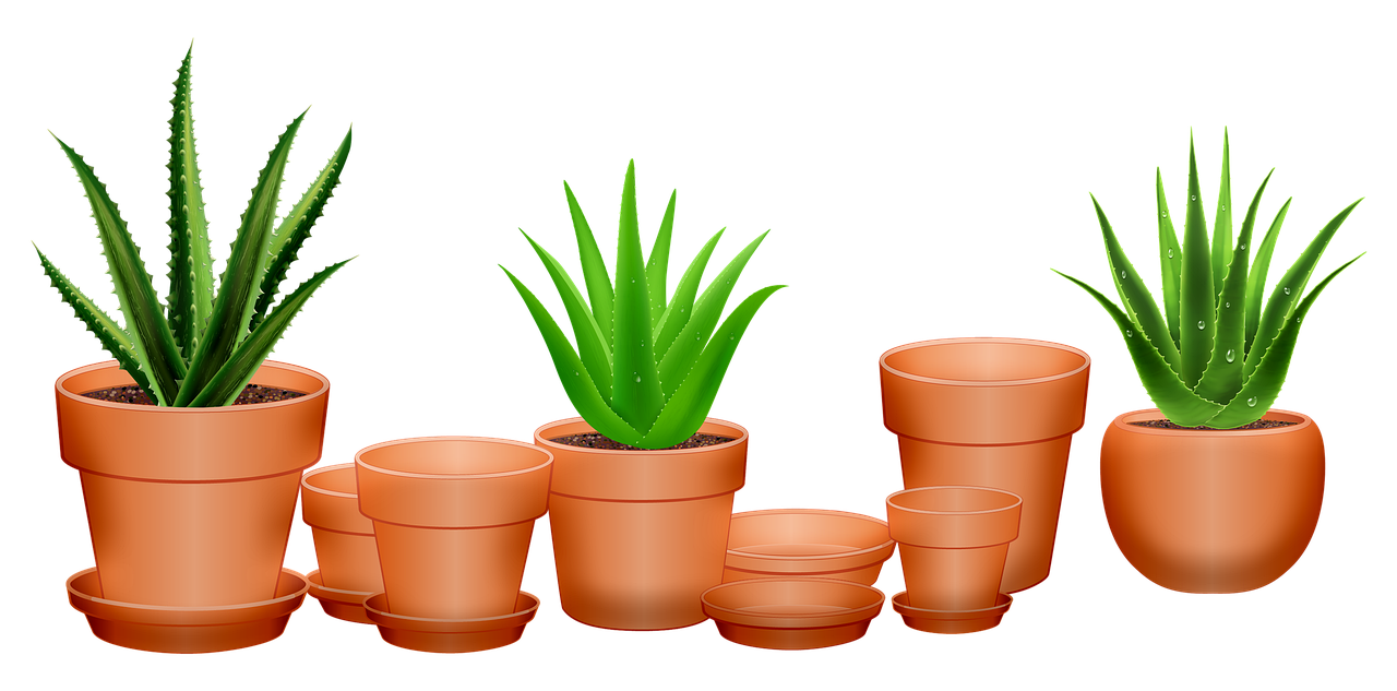 Vera Picture Potted Aloe Download Free Image Transparent PNG Image