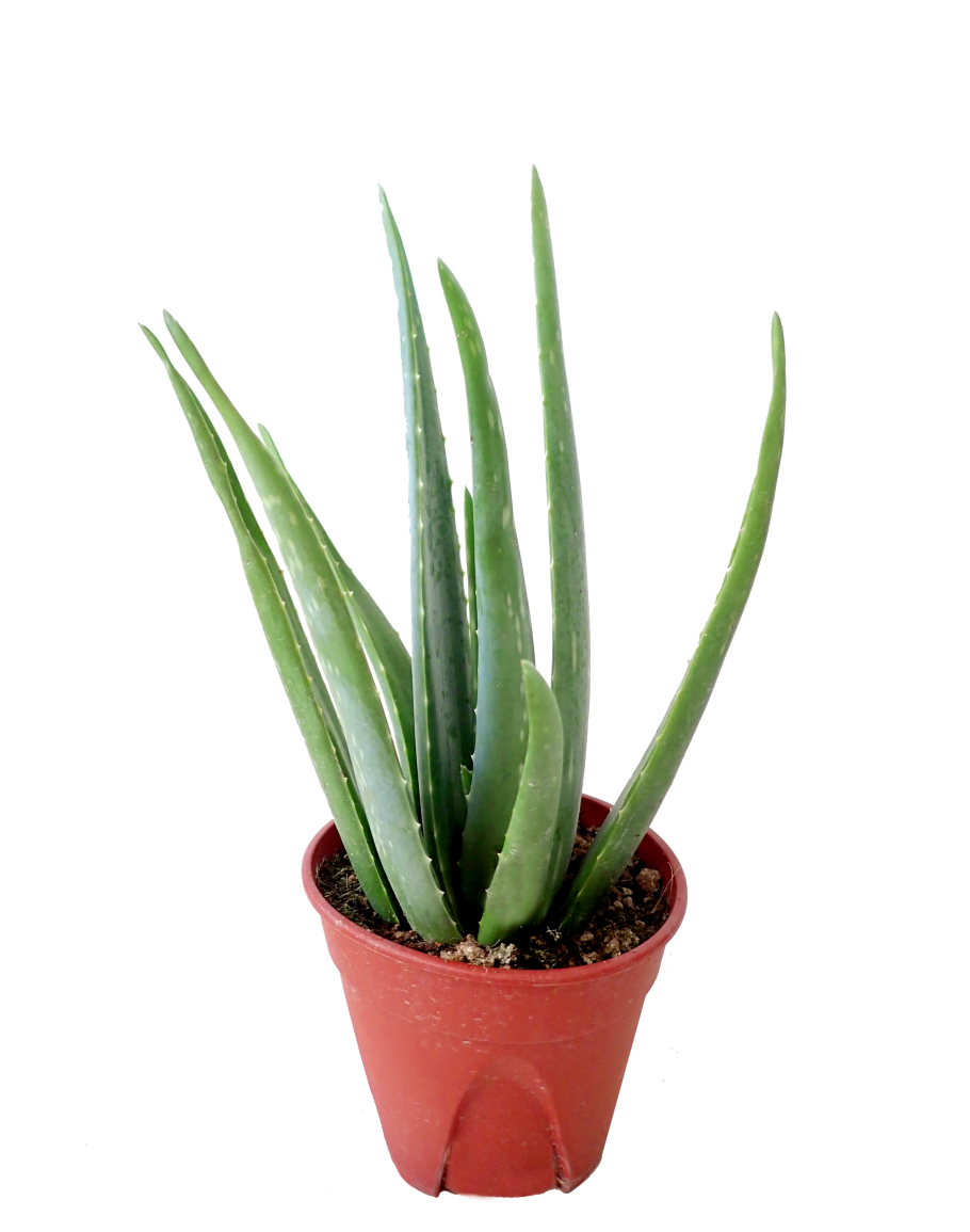 Vera Potted Aloe Free Clipart HD Transparent PNG Image