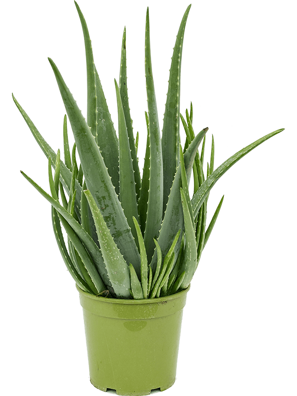 Vera Potted Pic Aloe Download HQ Transparent PNG Image