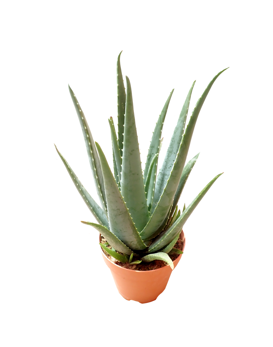 Vera Picture Potted Aloe Free Download PNG HD Transparent PNG Image