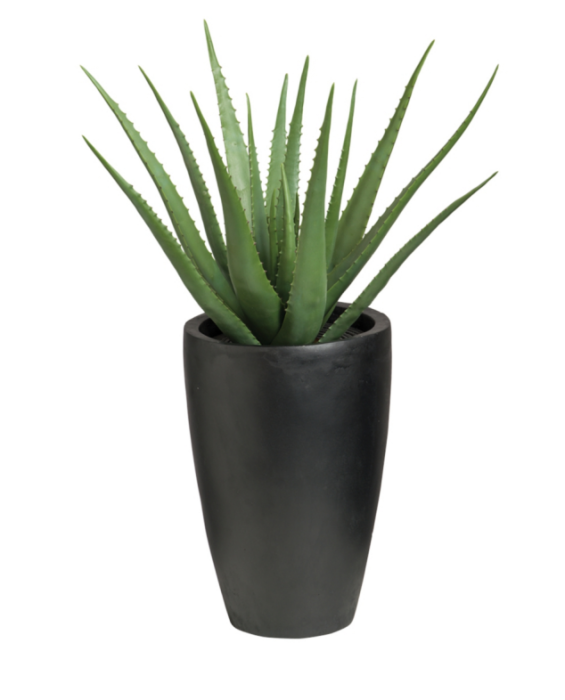 Vera Photos Potted Aloe PNG Download Free Transparent PNG Image