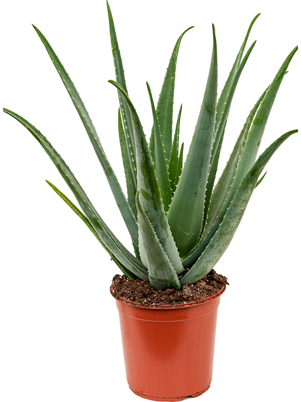 Vera Potted Aloe Free Photo Transparent PNG Image