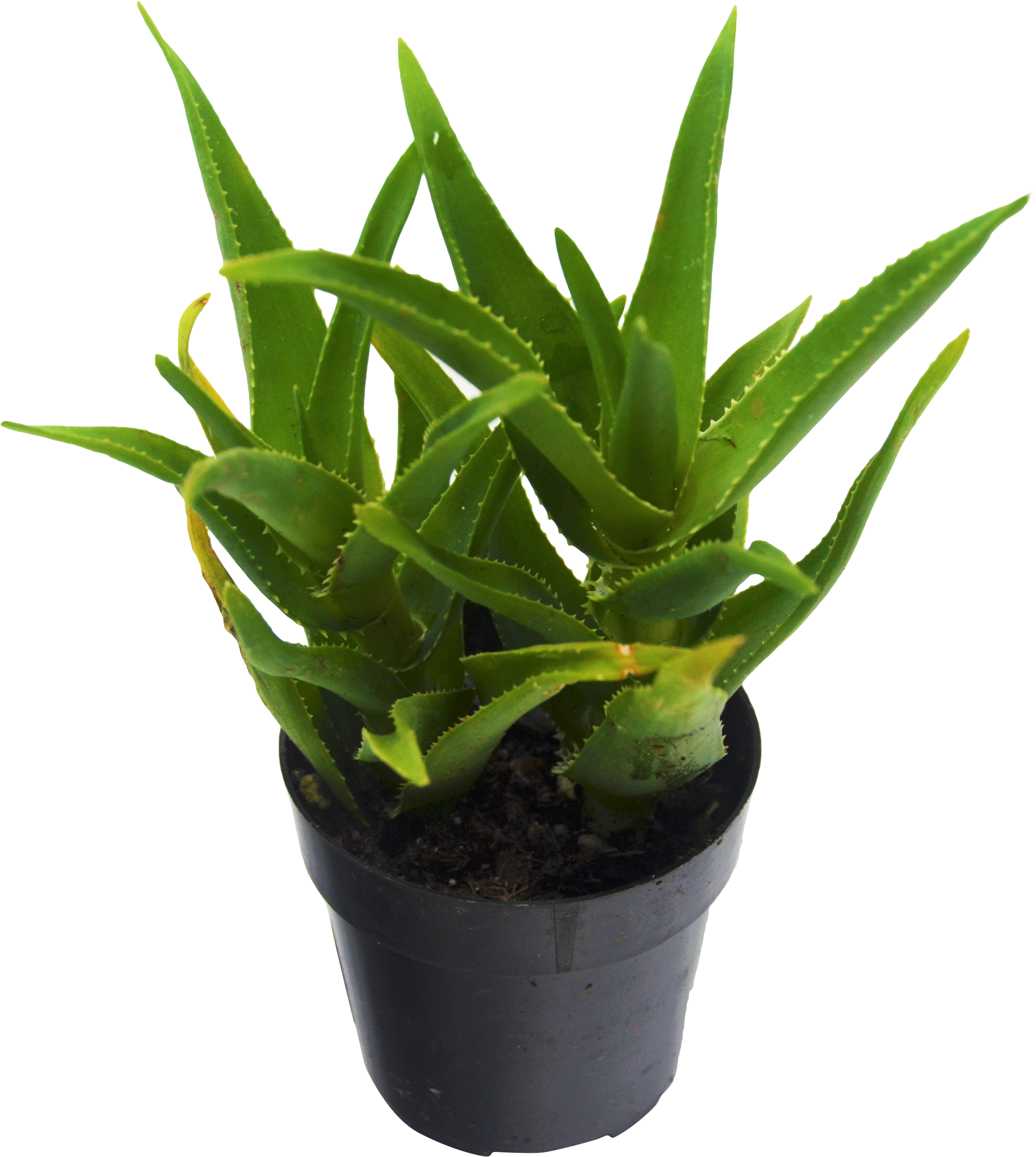 Vera Potted Aloe Download HD Transparent PNG Image