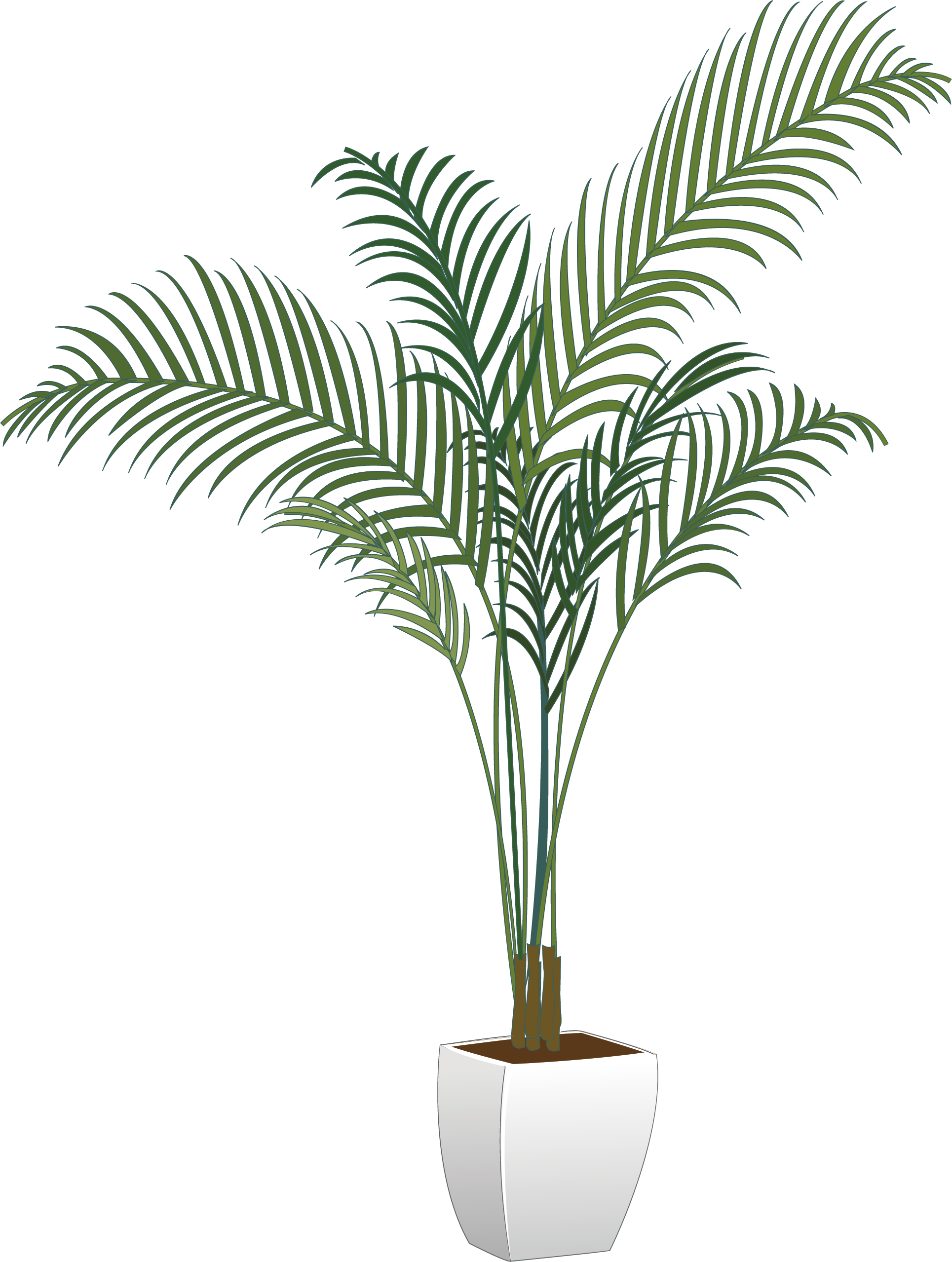 Plants Houseplant Flowerpot Arecaceae Vector Green Potted Transparent PNG Image