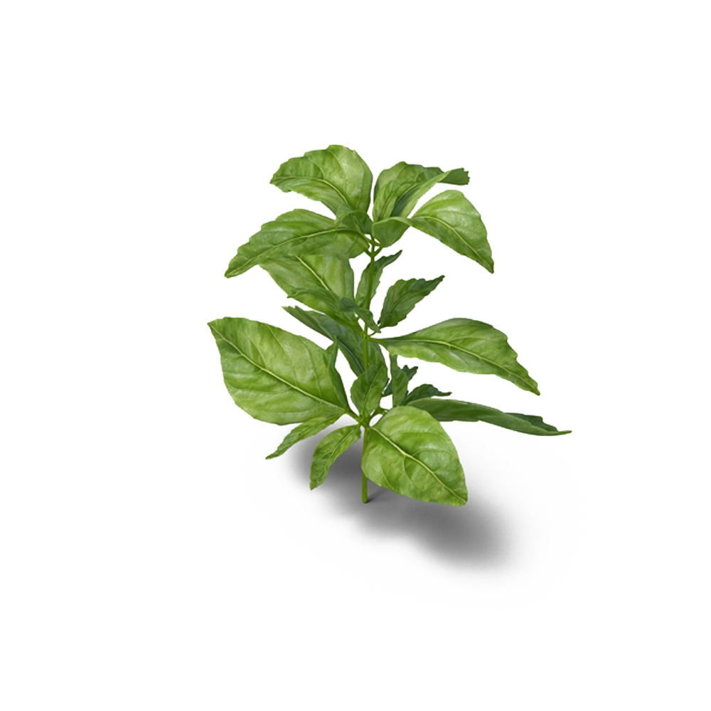 Basil Herb Plants Parsley Medicinal Free Download PNG HD Transparent PNG Image