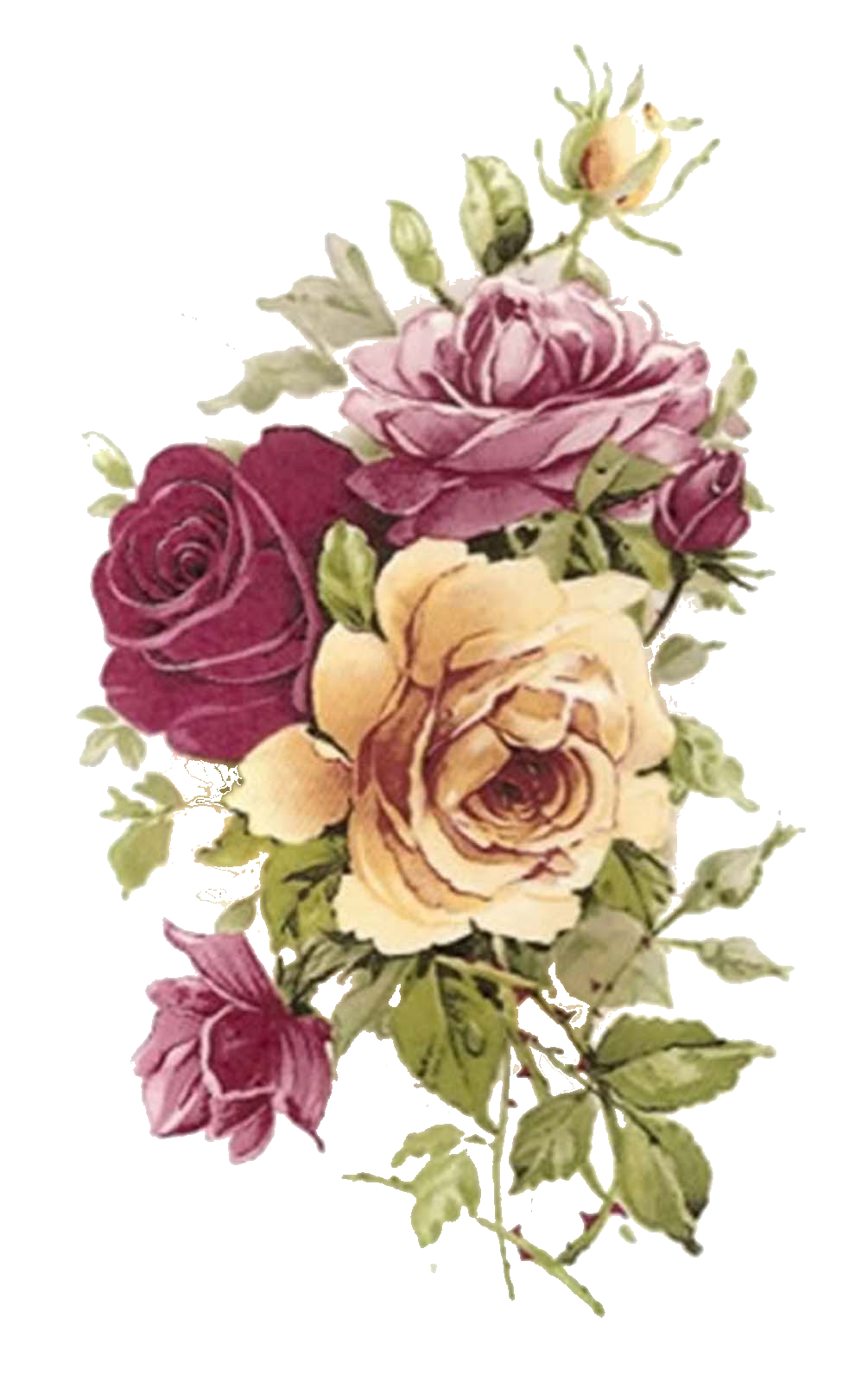 Plant Flower Rose Paper Vintage Flowering Clothing Transparent PNG Image