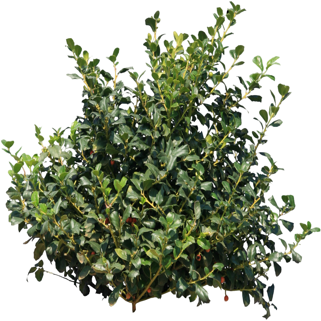 Evergreen Poster Leaf Fortnite Shrub PNG Image High Quality Transparent PNG Image