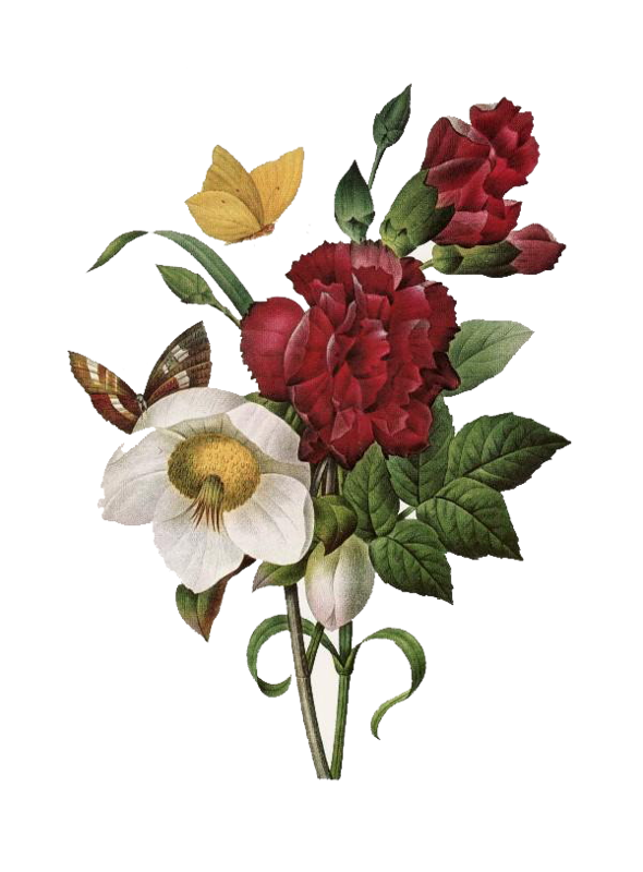 Beautiful Plant Flower Most Amazoncom Flowering Flowers Transparent PNG Image